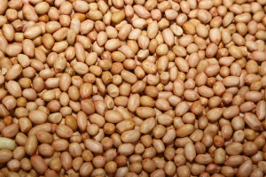 Groundnut