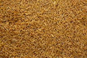 Jave Wheat