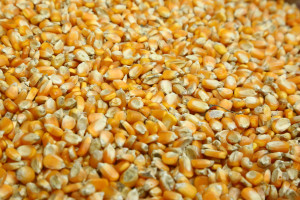 Maize Seeds