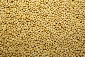 Soya Seeds