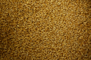 Wheat